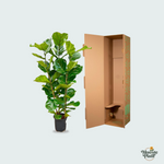 Ficus Lyrata kopen