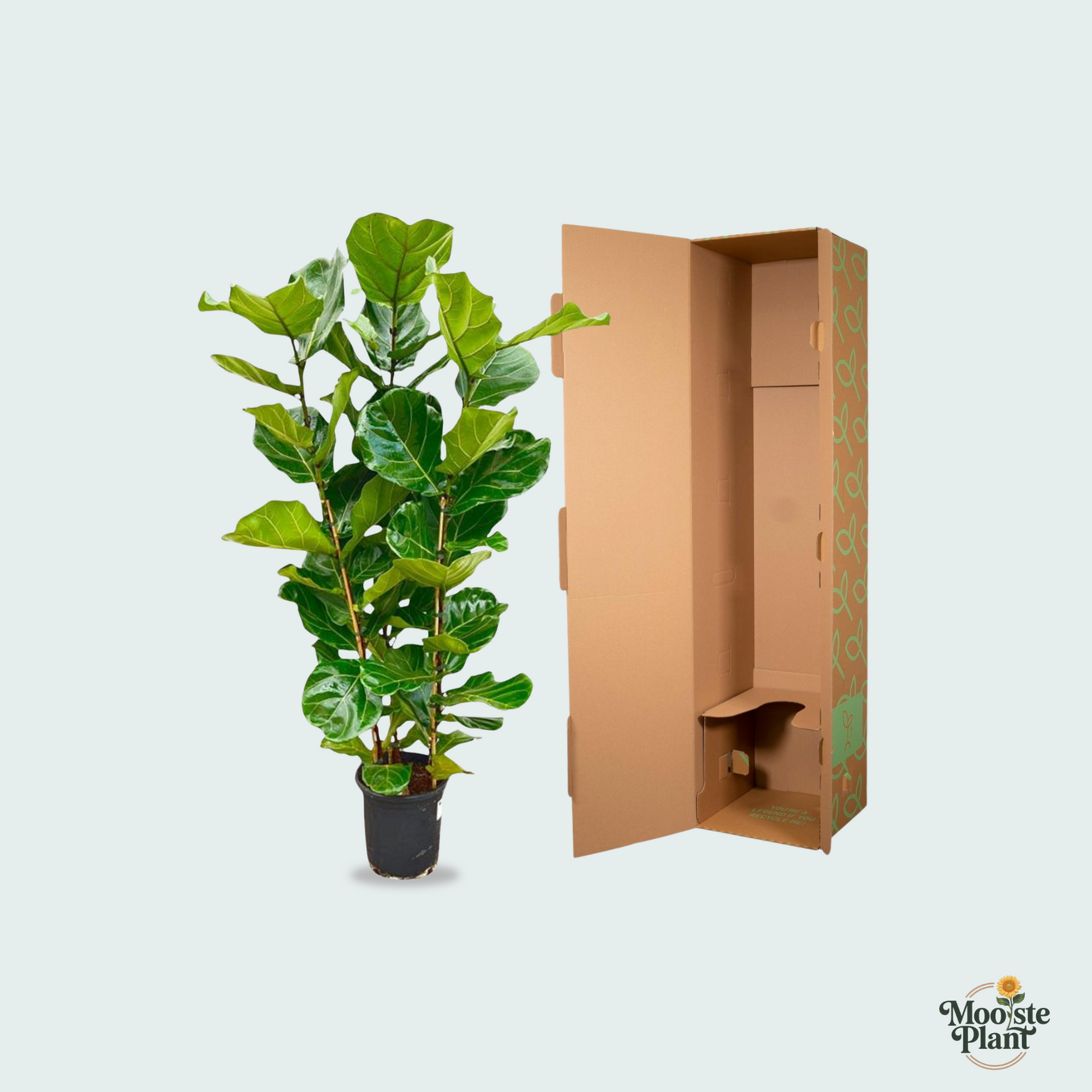 Ficus Lyrata kopen
