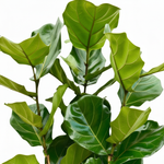 Ficus Lyrata Struik