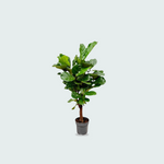 Ficus Lyrata kopen