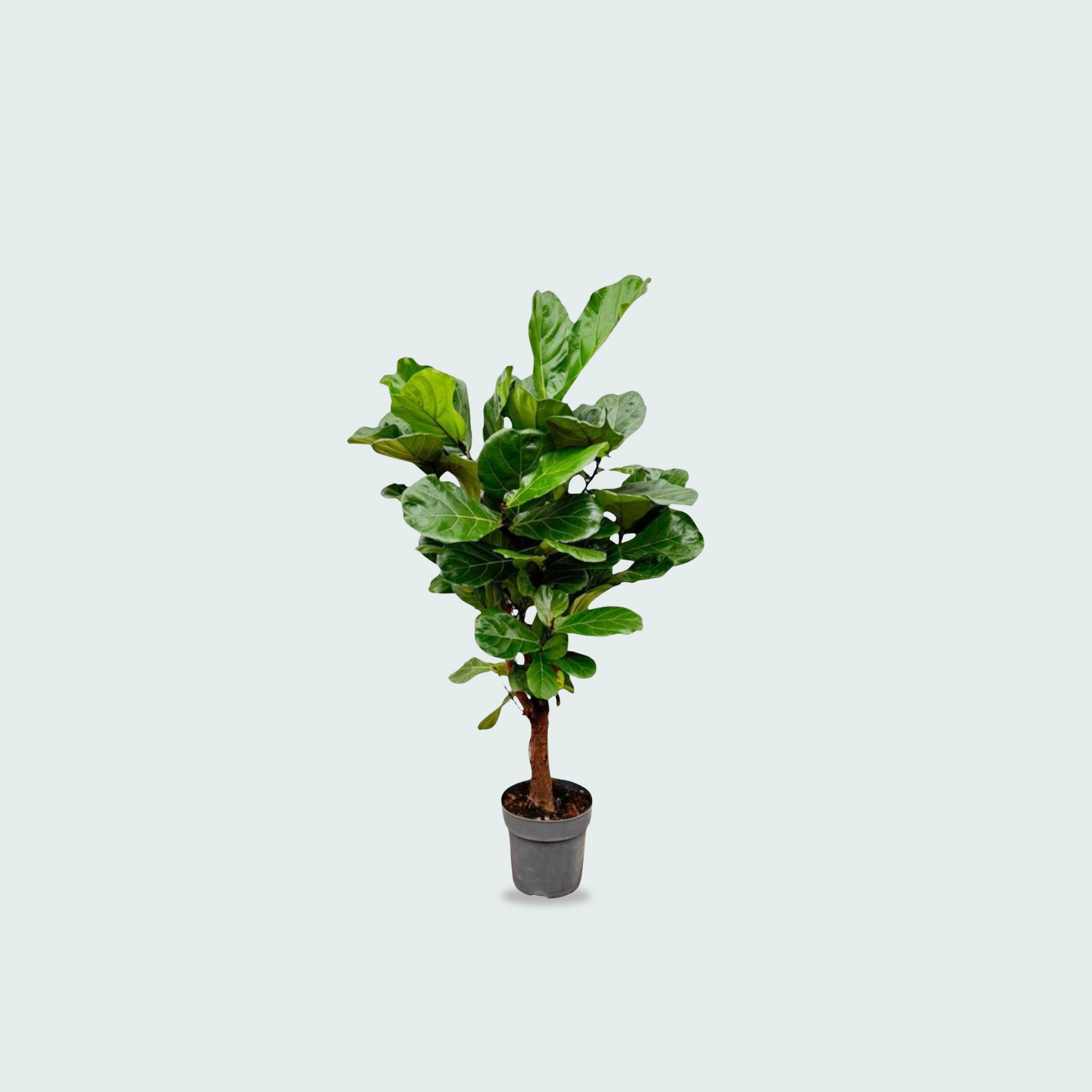 Ficus Lyrata kopen