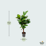 Ficus Lyrata kopen