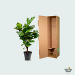 Ficus Lyrata kopen