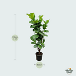 Ficus Lyrata kopen