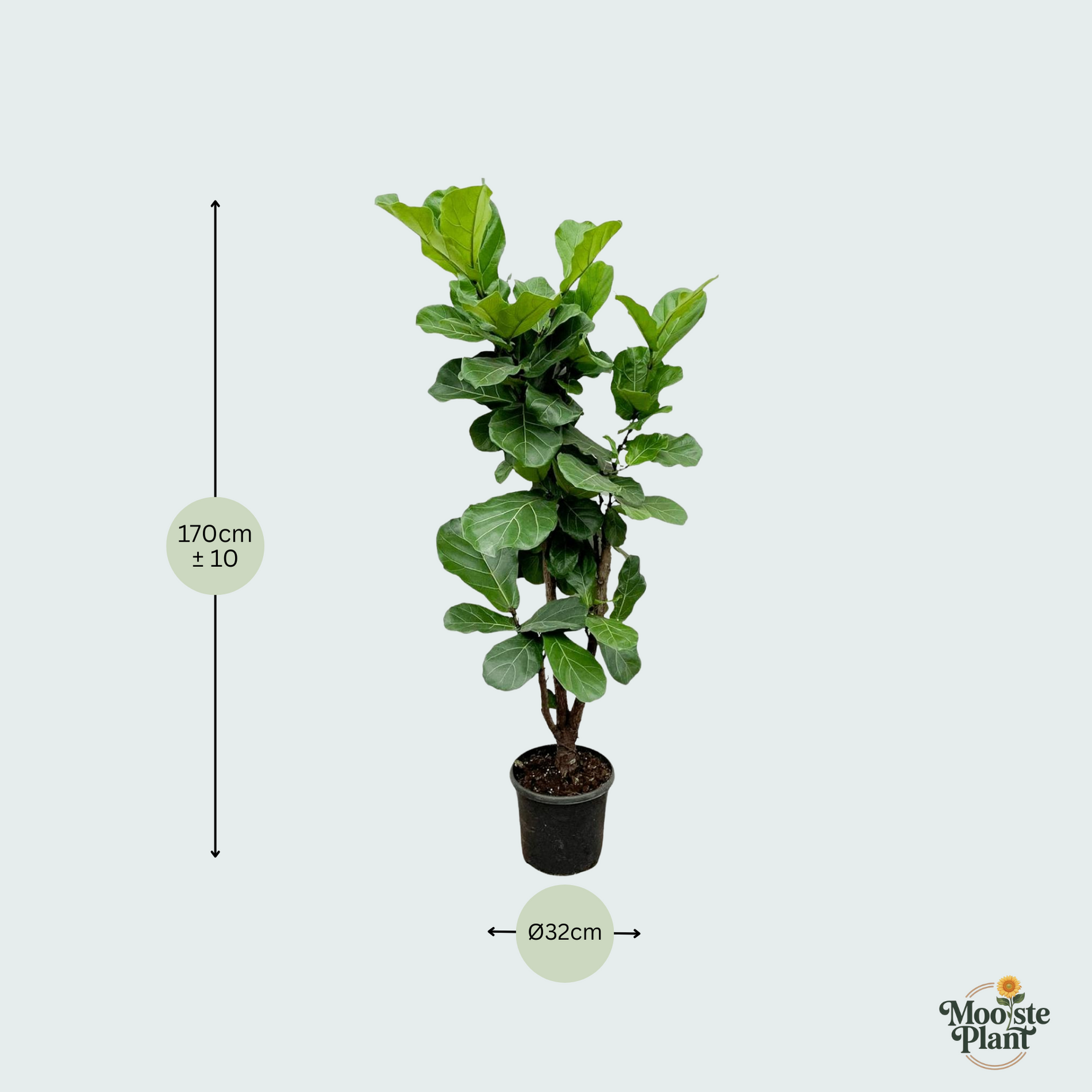 Ficus Lyrata kopen