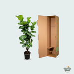 Ficus Lyrata kopen