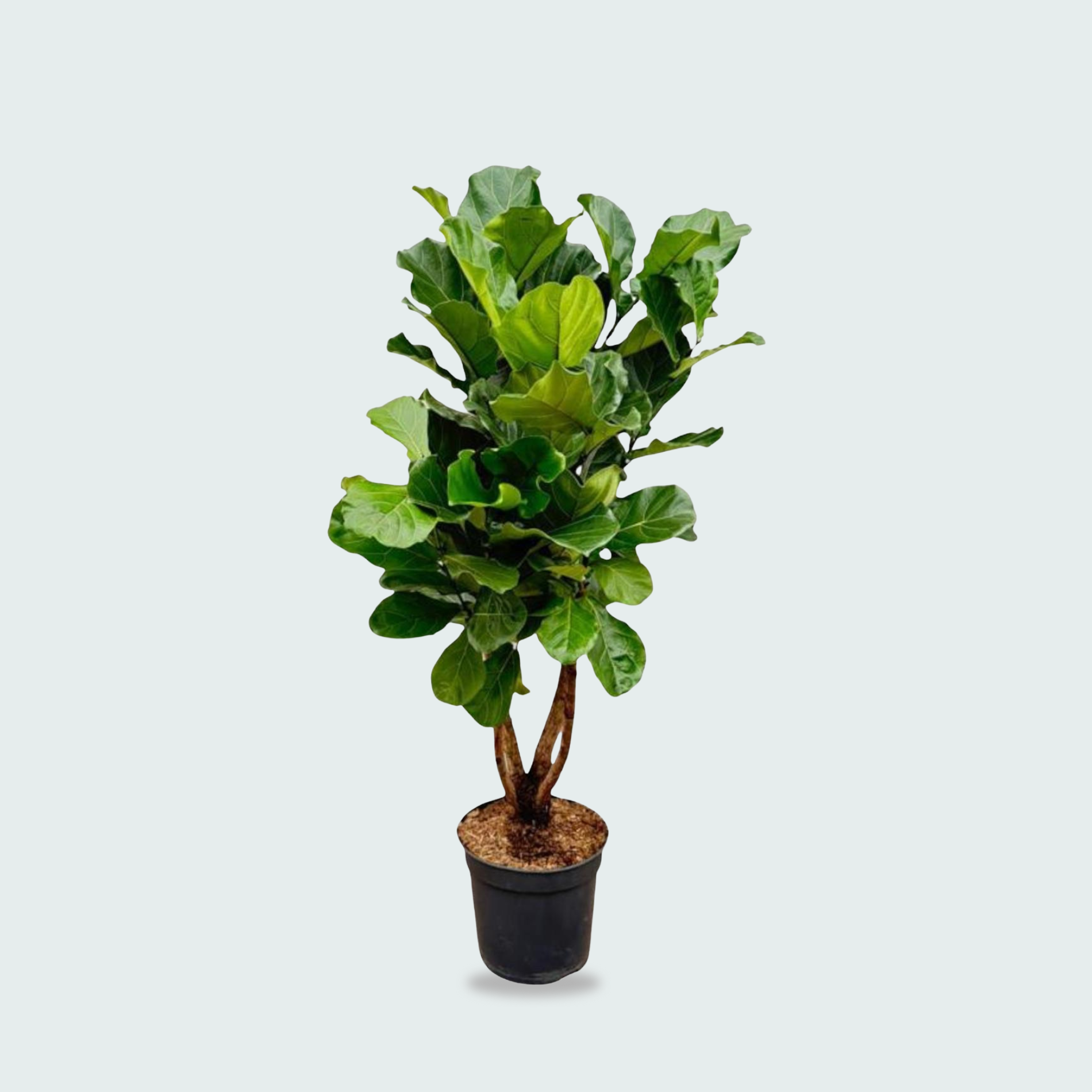 ficus lyrata kopen
