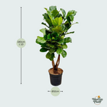 ficus lyrata kopen