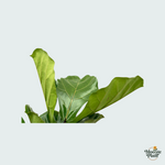 ficus lyrata kopen