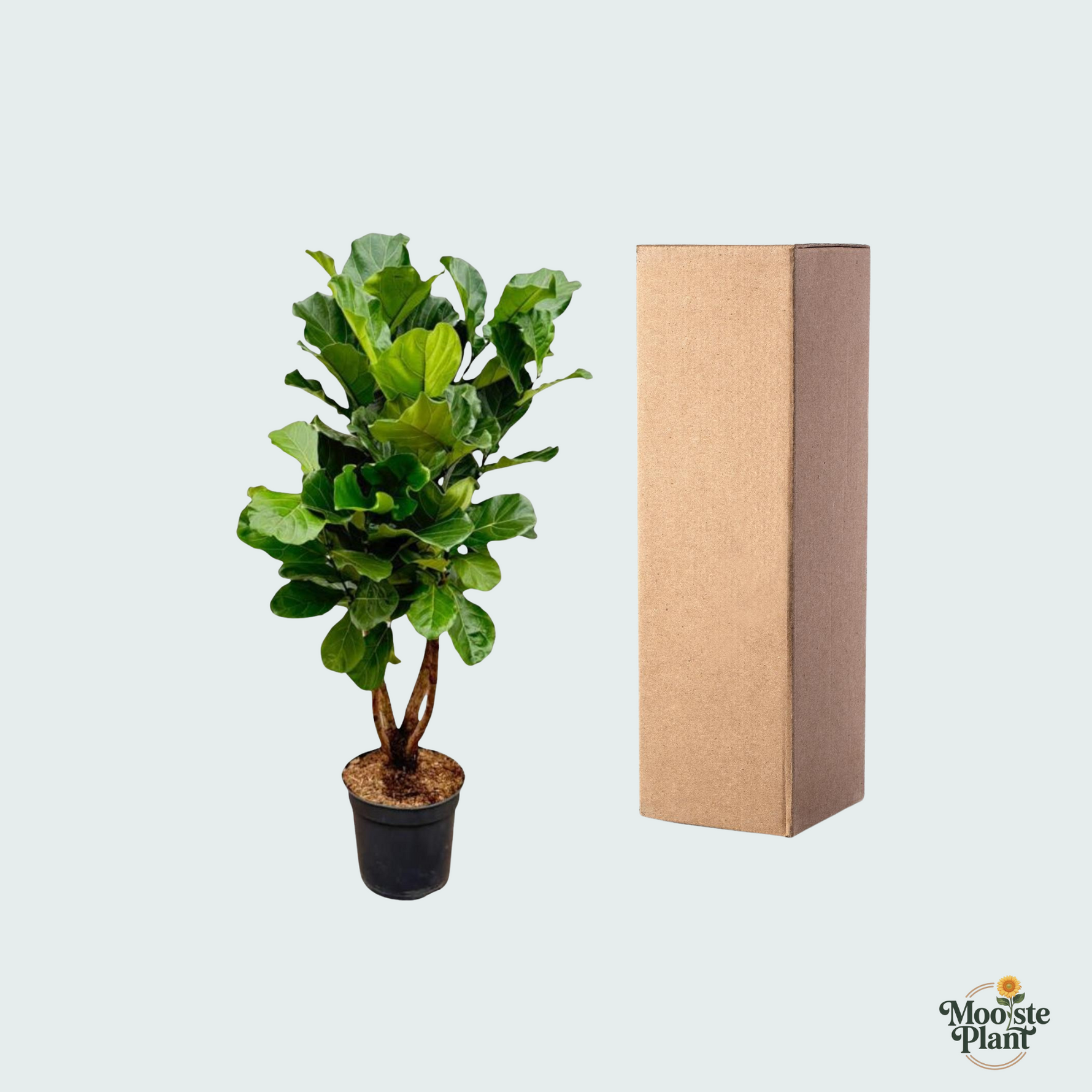 ficus lyrata kopen