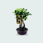 ficus microcarpa ginseng plant