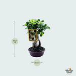 ficus microcarpa ginseng plant