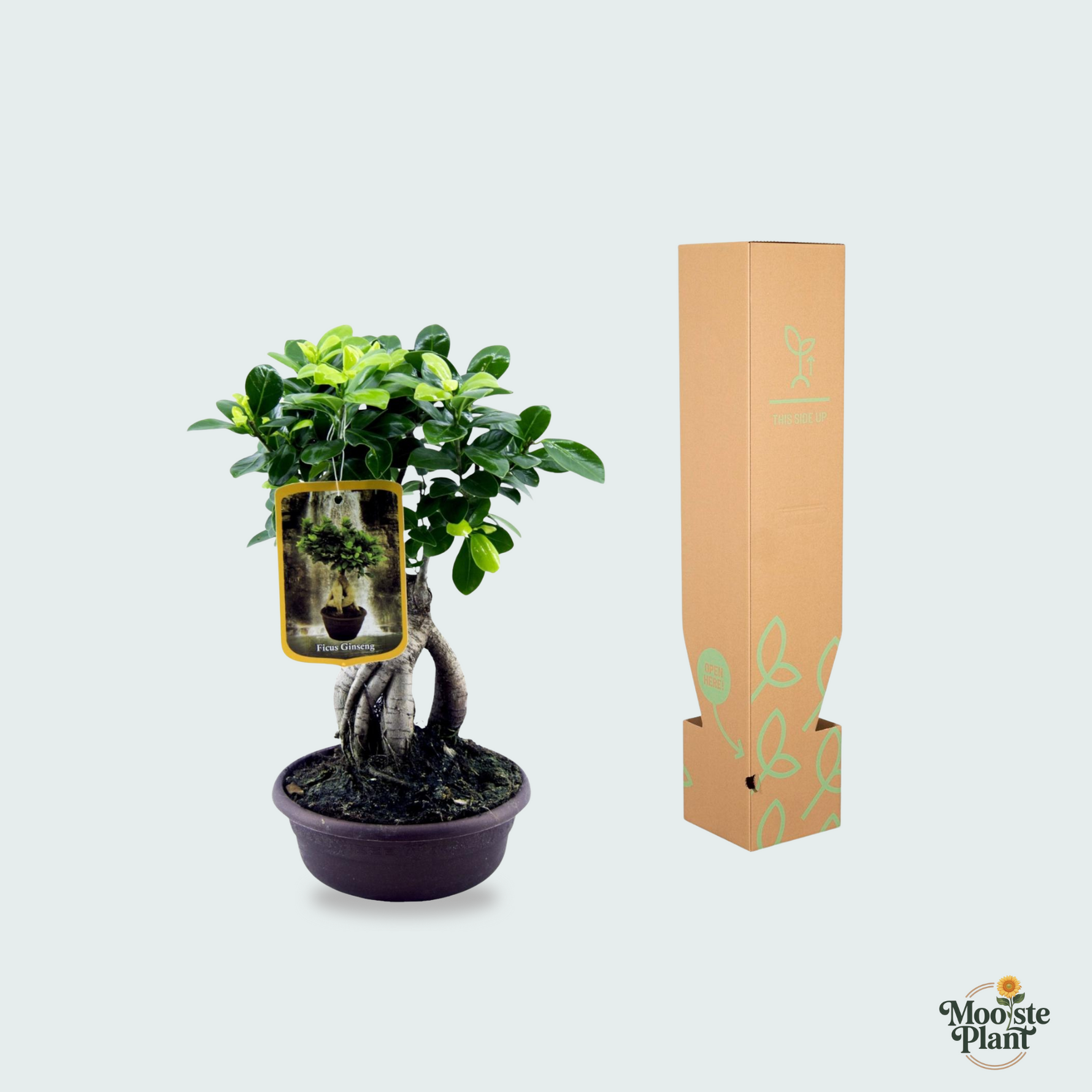 ficus microcarpa ginseng plant