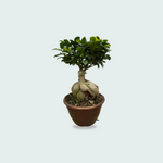 Ficus kopen