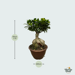 Ficus kopen