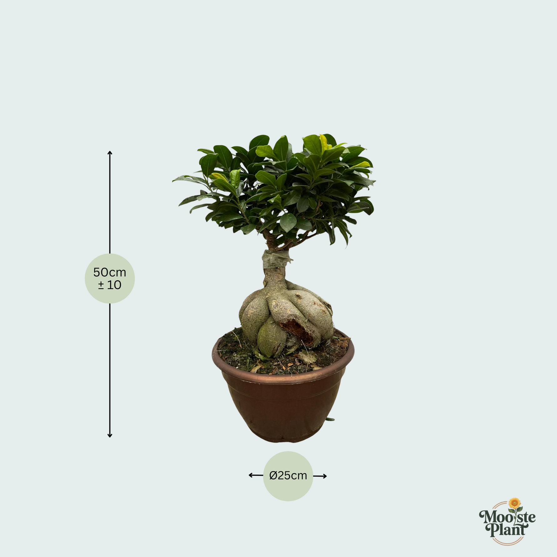Ficus kopen