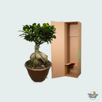 Ficus kopen