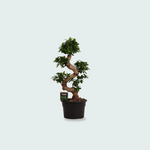 Ficus kopen