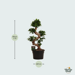 Ficus kopen