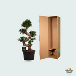 Ficus kopen