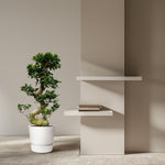 Ficus kopen
