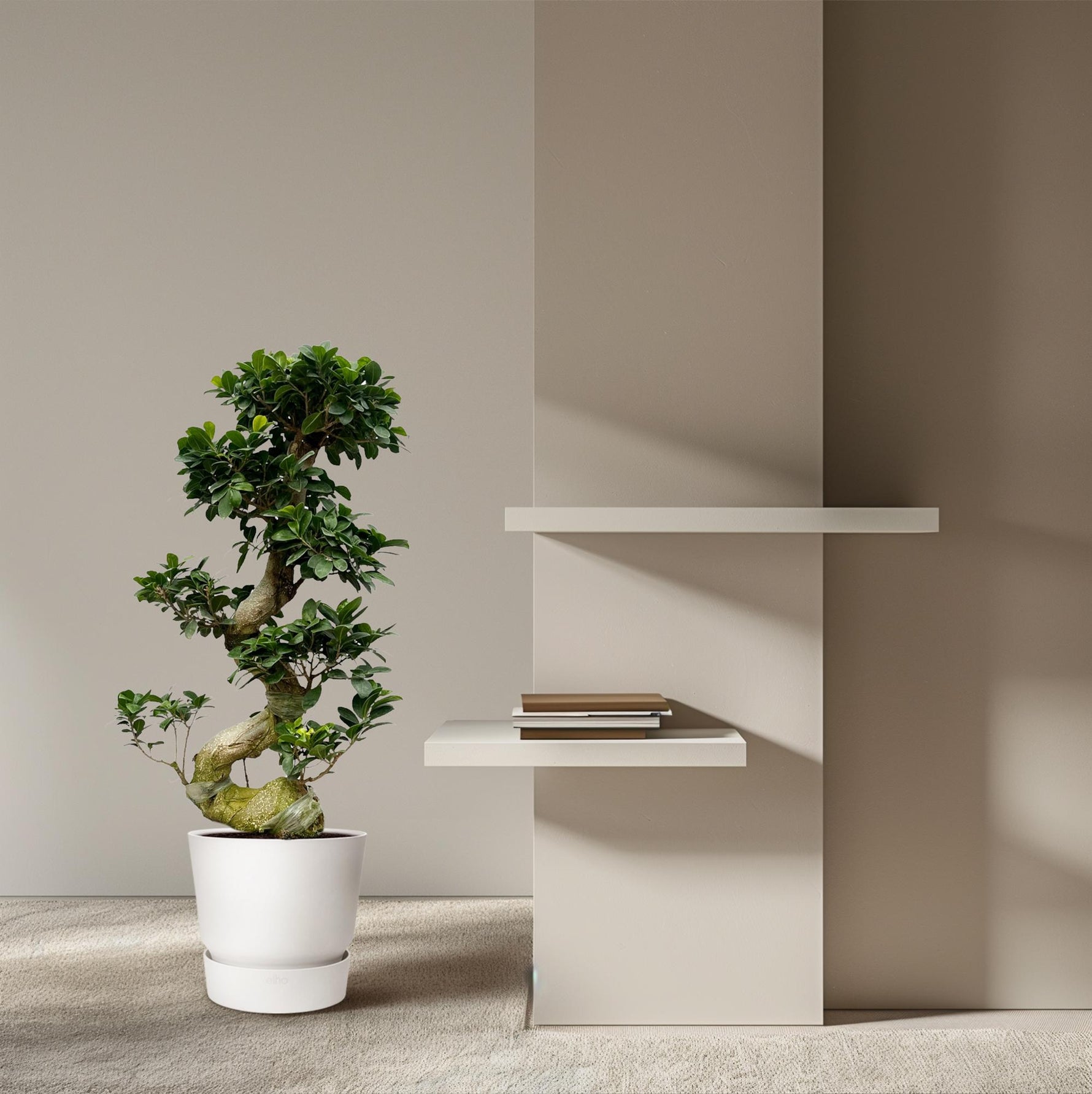Ficus kopen