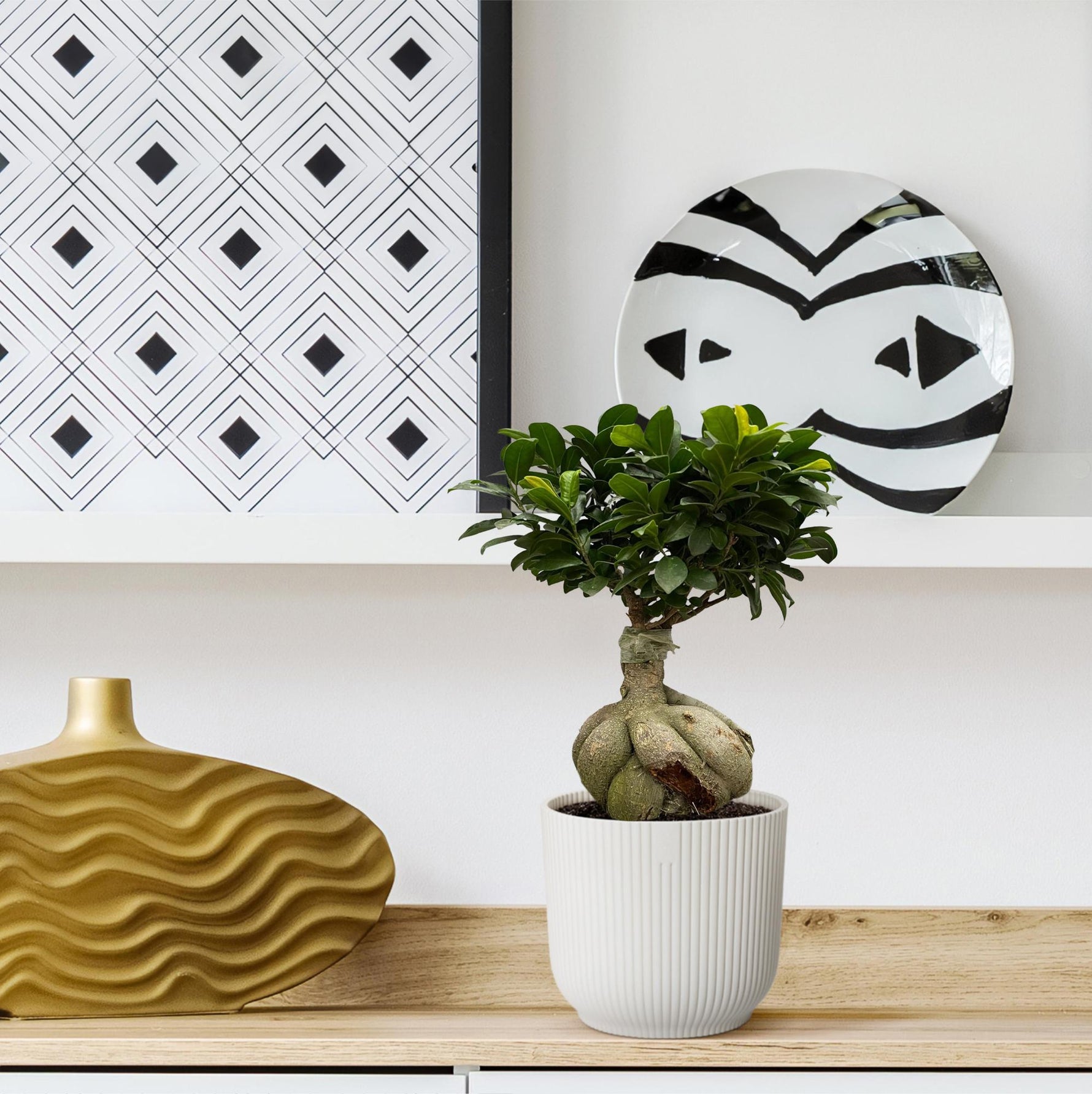 Ficus kopen