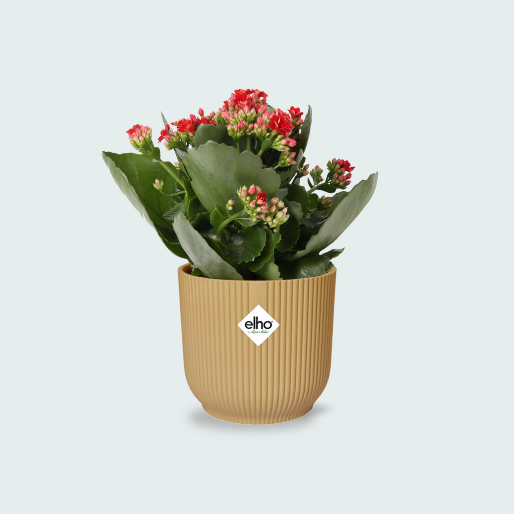 Kalanchoe kopen