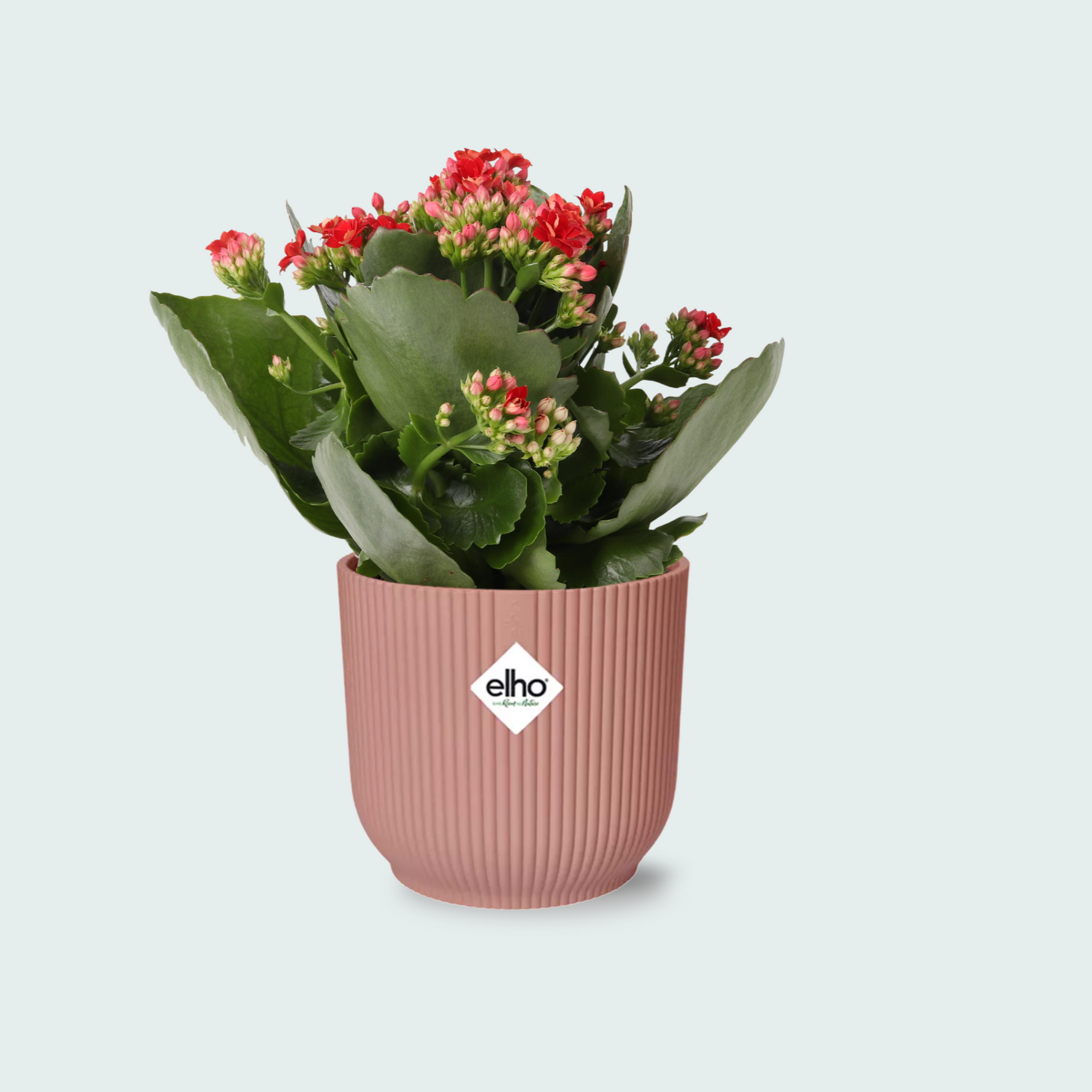 Kalanchoe kopen