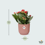 Kalanchoe kopen