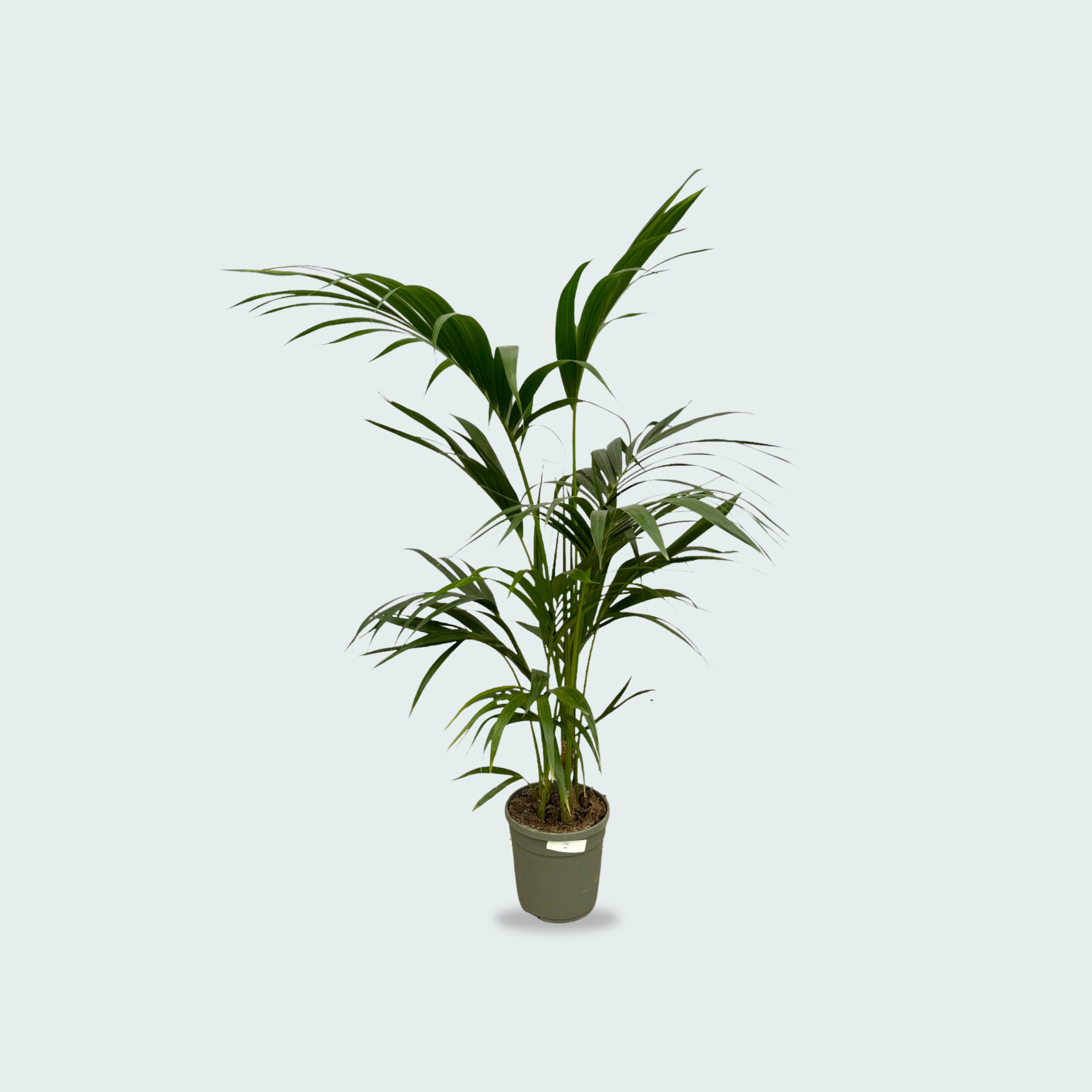 Kentia Palm Kopen