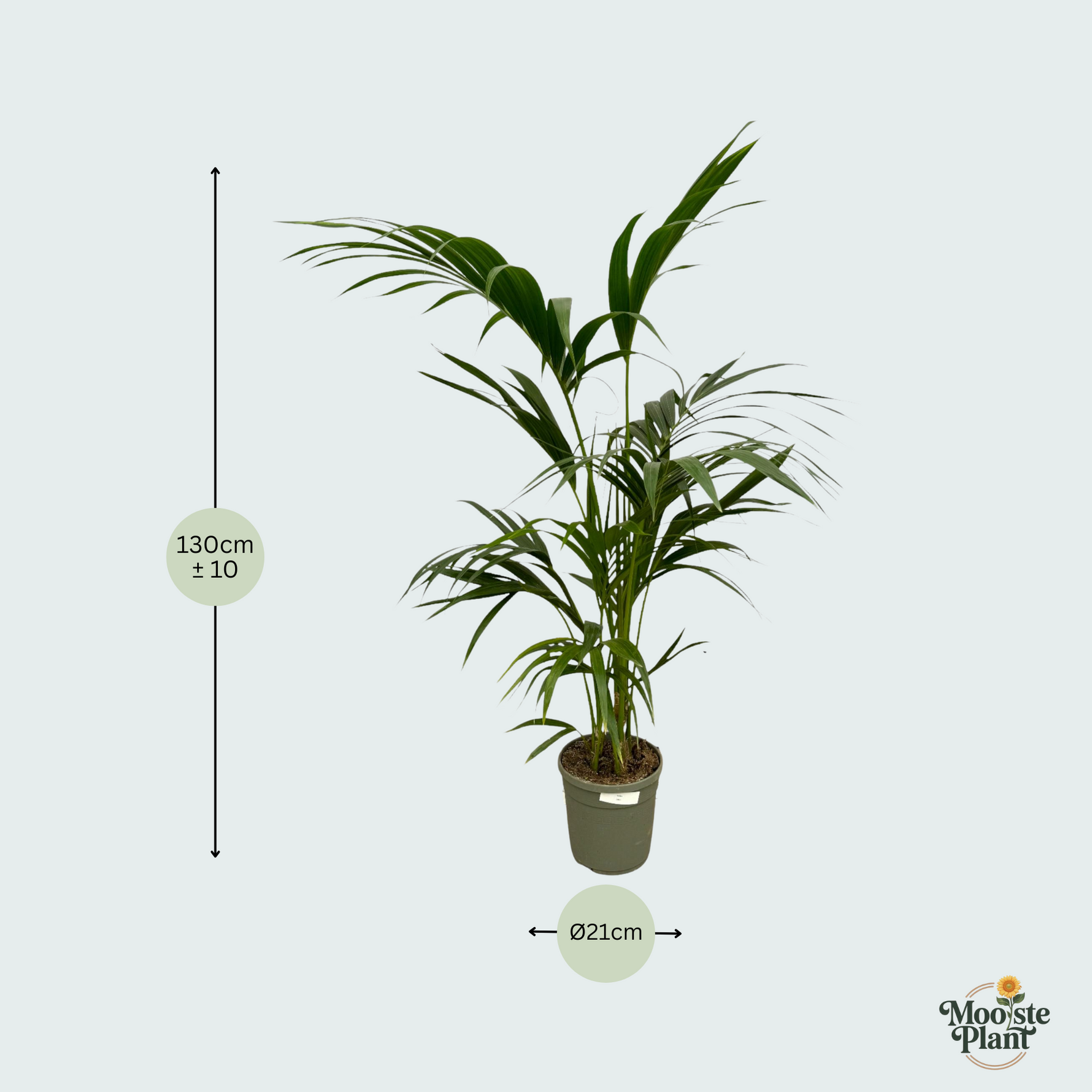 Kentia Palm Kopen