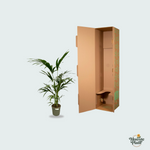 Kentia Palm Kopen