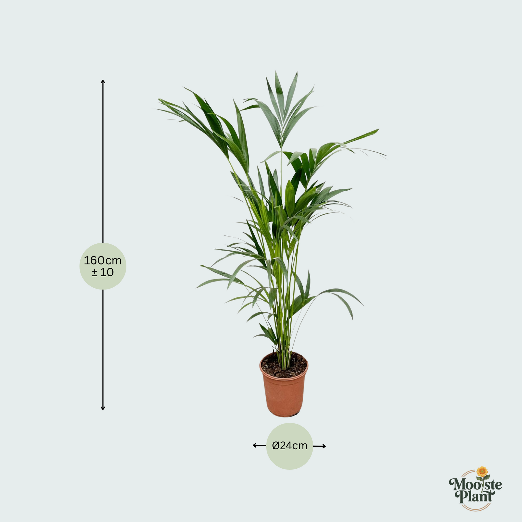 Kentia Palm kopen