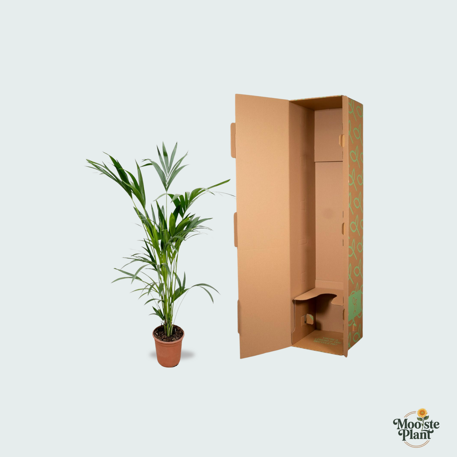 Kentia Palm kopen