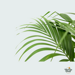 Kentia Palm kopen