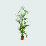 Kentia Palm kopen