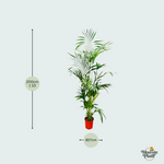 Kentia Palm kopen