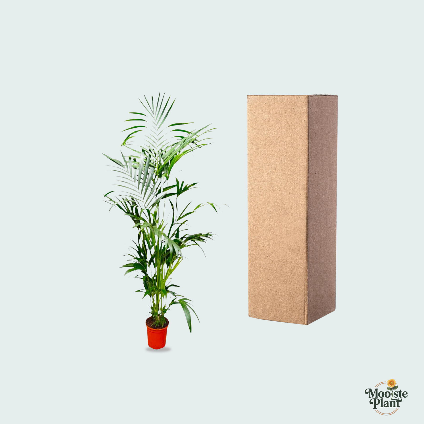 Kentia Palm kopen