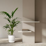 Kentia Palm Kopen