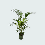 Kentia Palm kopen