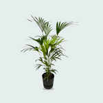 Kentia Palm kopen