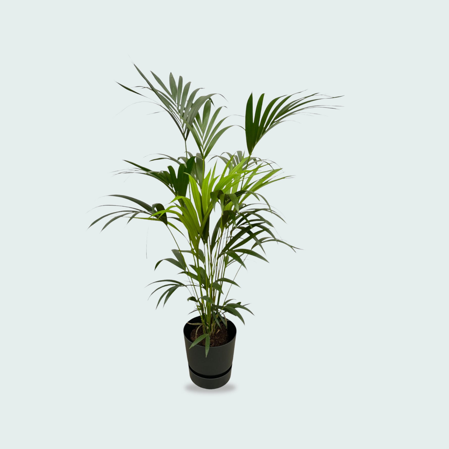 Kentia Palm kopen