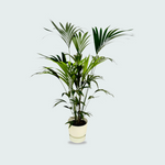 Kentia Palm kopen