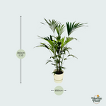 Kentia Palm kopen