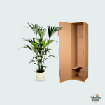 Kentia Palm kopen