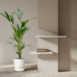 Kentia Palm kopen