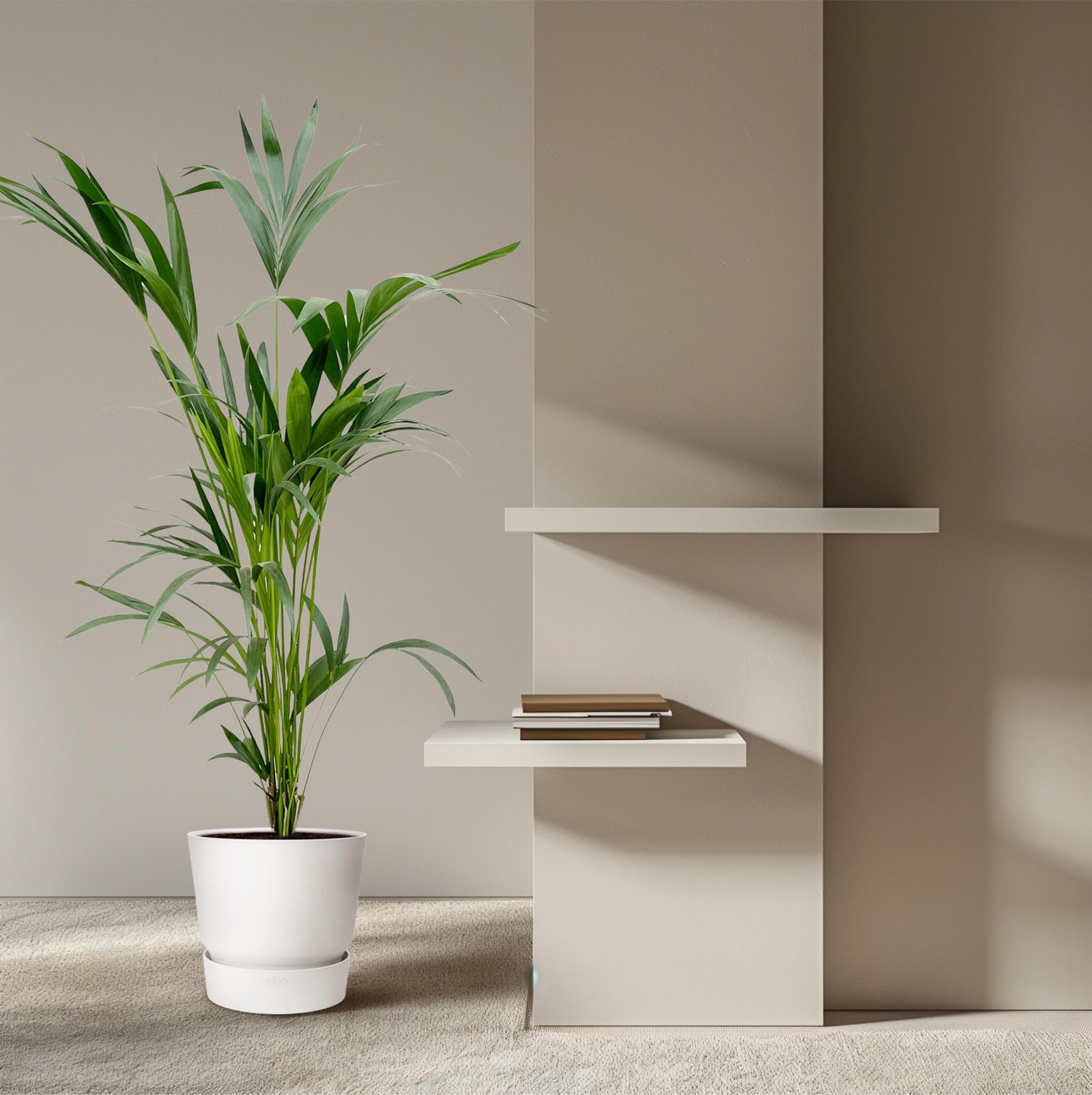 Kentia Palm kopen