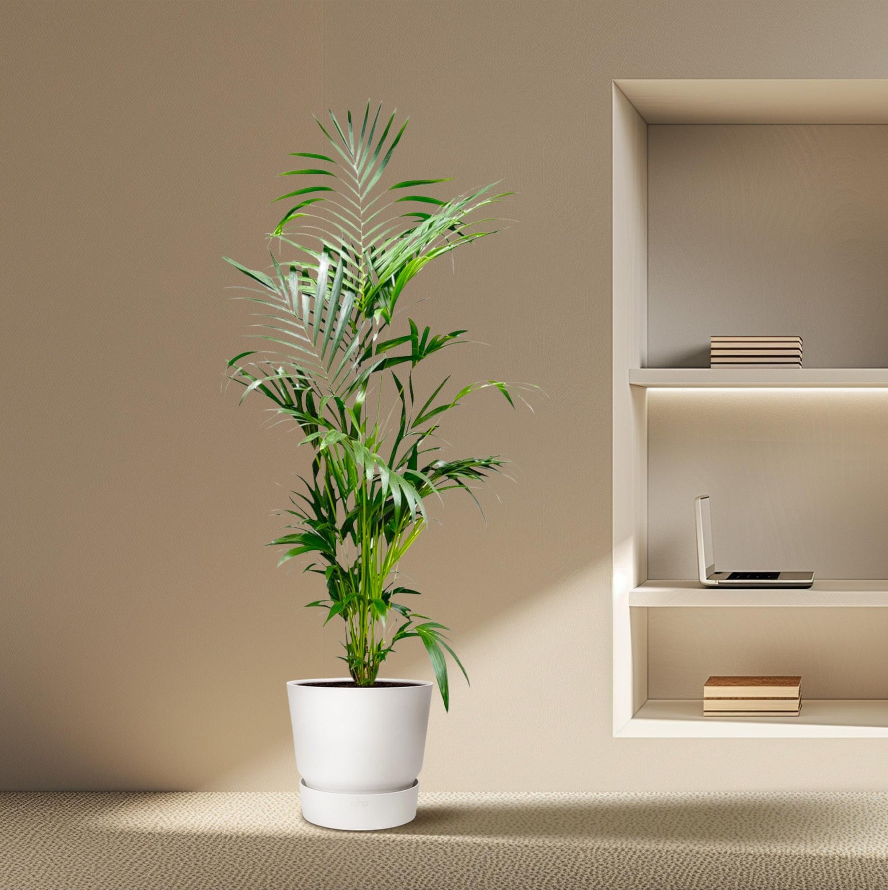 Kentia Palm kopen
