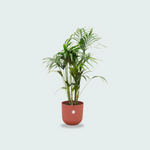  Kentia palm kopen